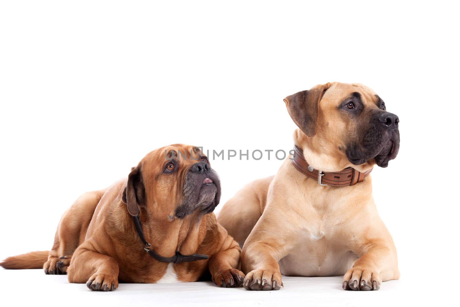 2 Bull mastiff dogs on white by DNFStyle