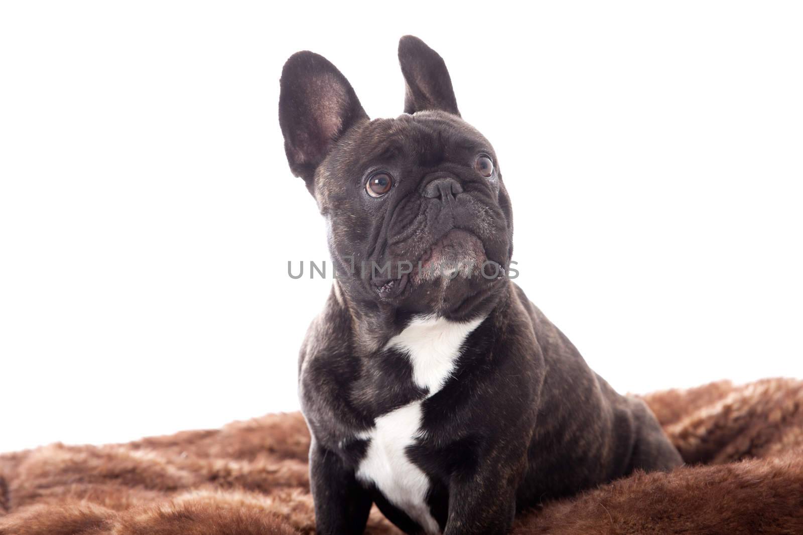 Happy dog photographed in the studio on a white background