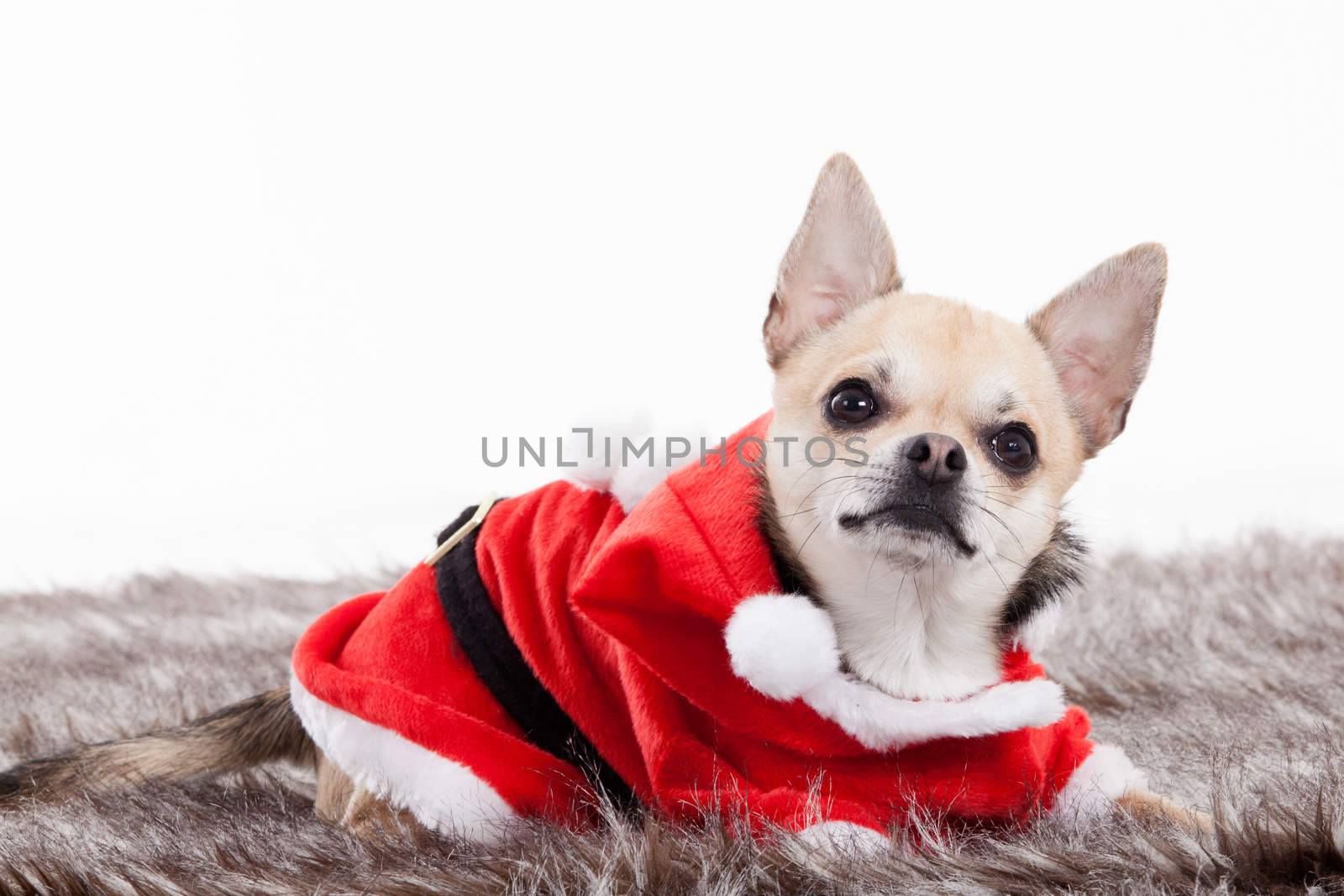 Happy dog photographed in the studio on a white background