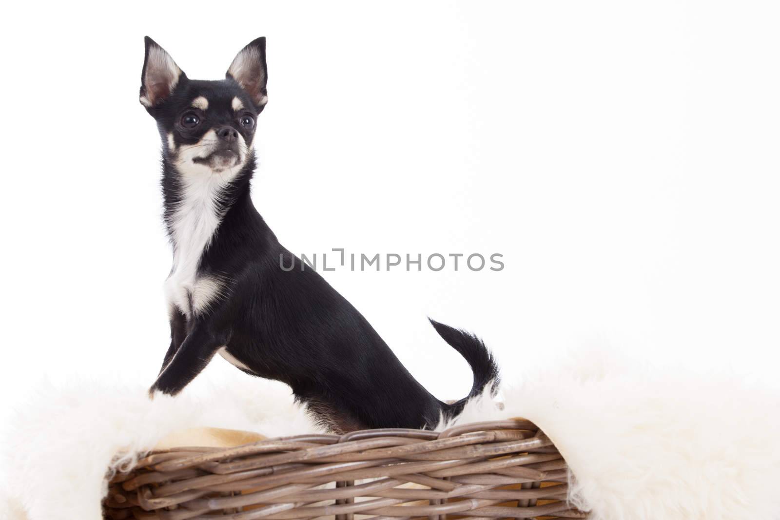 chihuahua in basket by DNFStyle