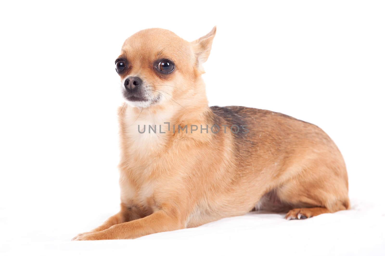 Happy dog photographed in the studio on a white background