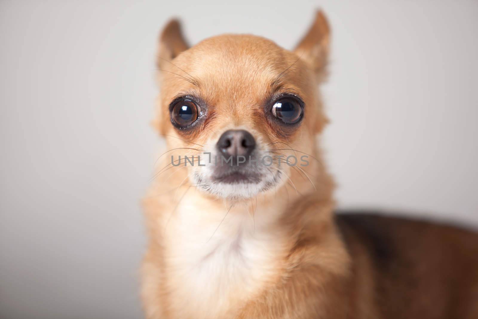 Portrait of a chihuahua by DNFStyle