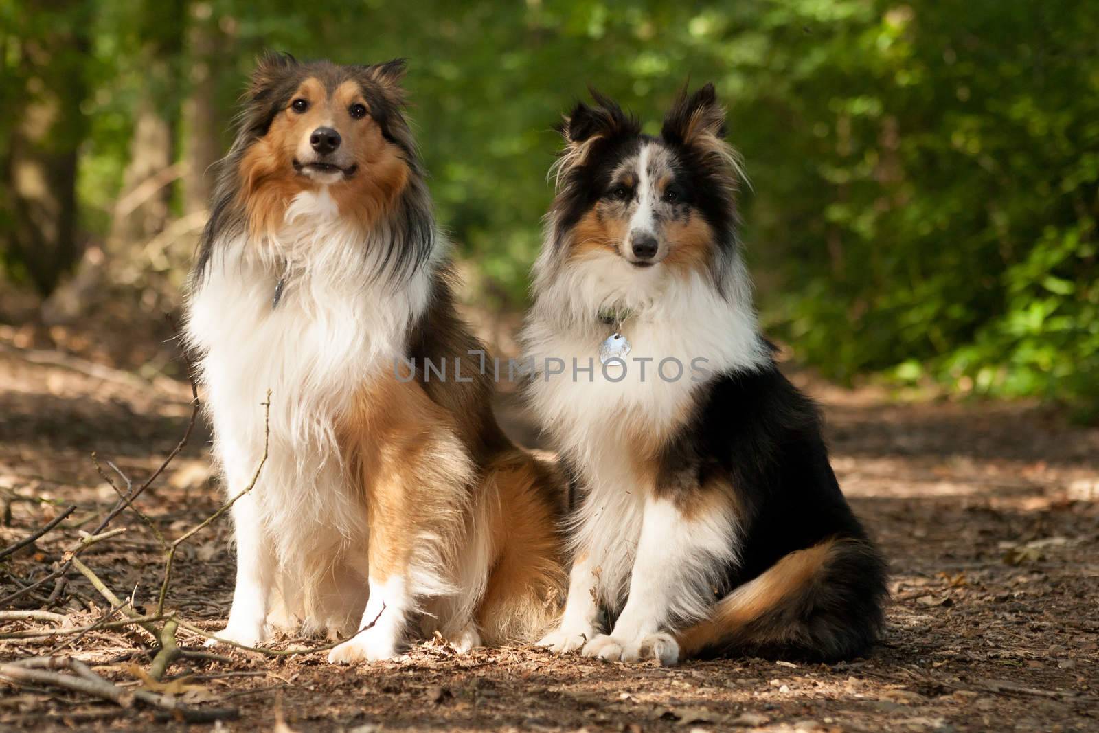 2  border collie dogs in the forest by DNFStyle