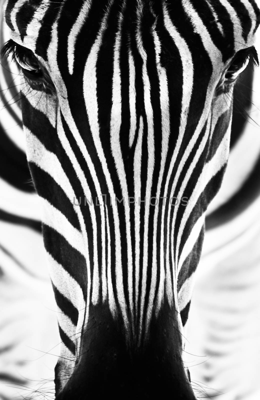 Artistic closeup portrait of a zebra. Graphical pattern. Black and white photo.