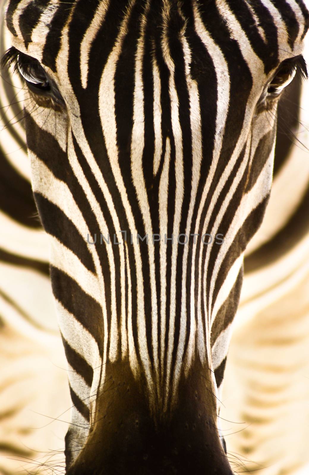 Artistic closeup portrait of a zebra. Graphical pattern.