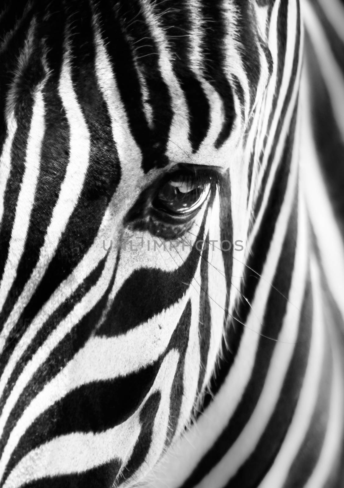 Artistic closeup portrait of a zebra. Graphical pattern. Black and white photo.