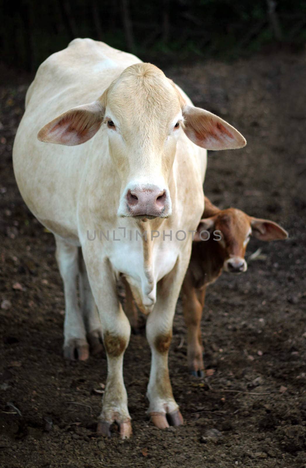 Cow and calf are staring by yod67