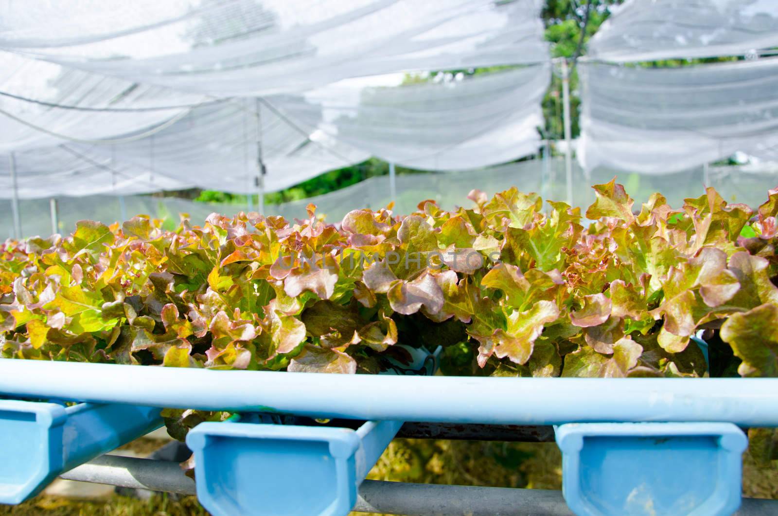 Organic hydroponic vegetable cultivation farm