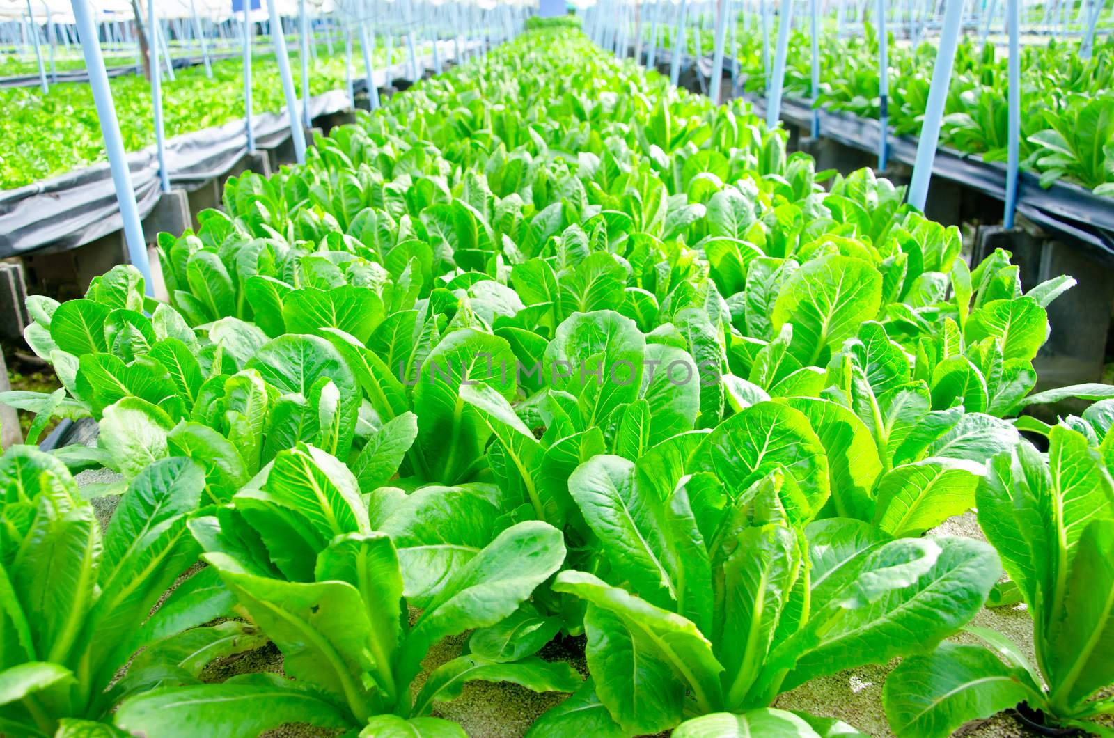 Cos Lettuce, Romaine Lettuce hydroponics vegetable farm in Thailand