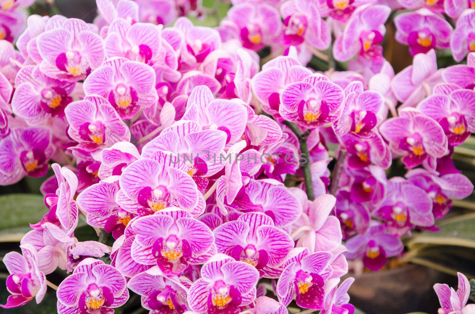 pink orchid in garden.