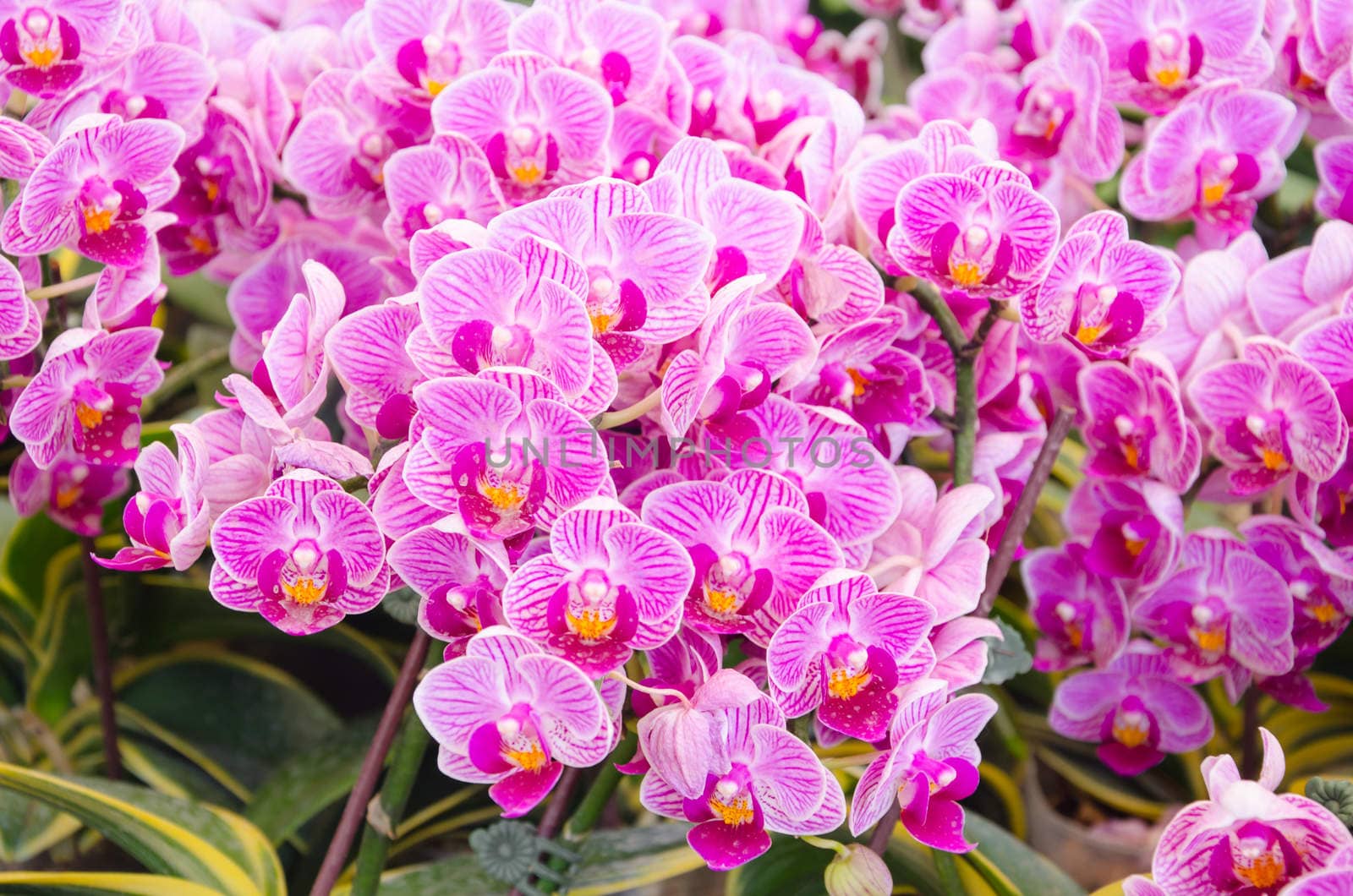 pink orchid in garden.