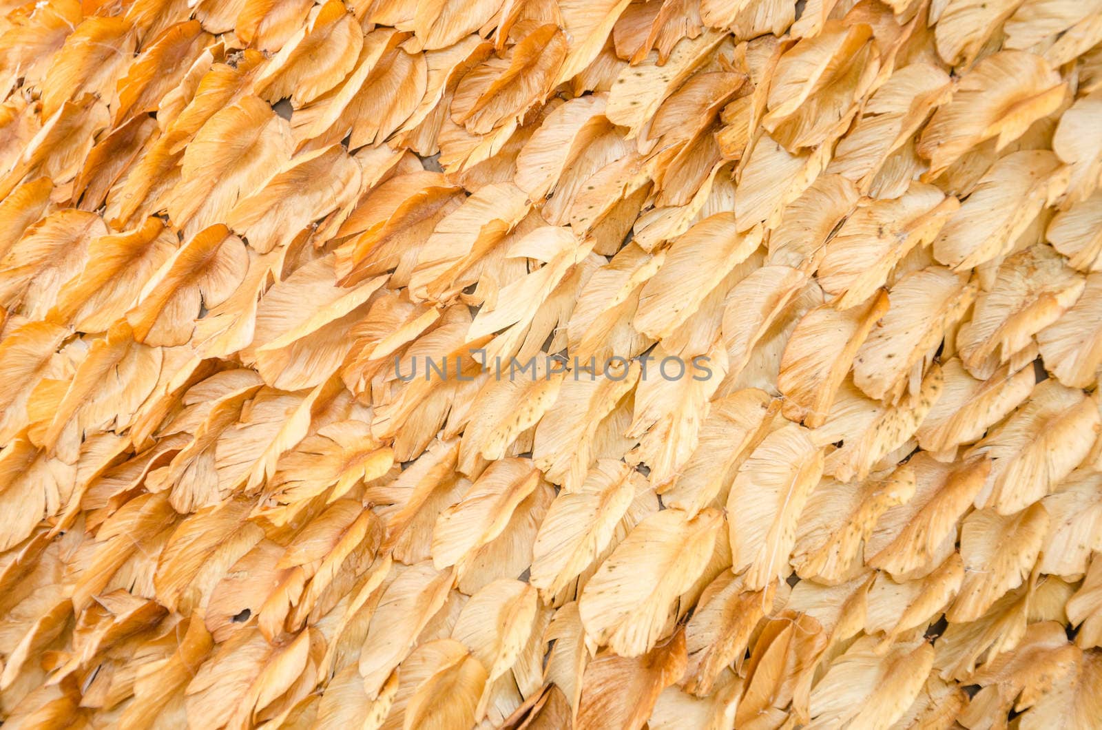 many dry leaf background.