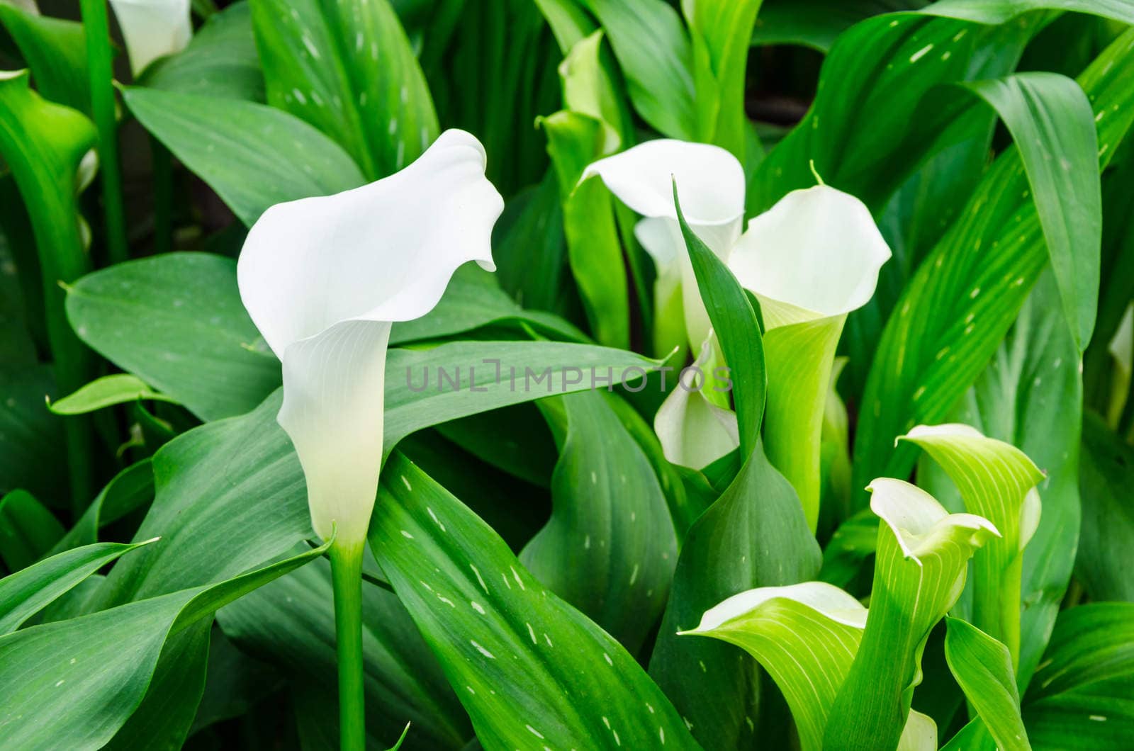 Calla lily white flower and green leaves in garden.