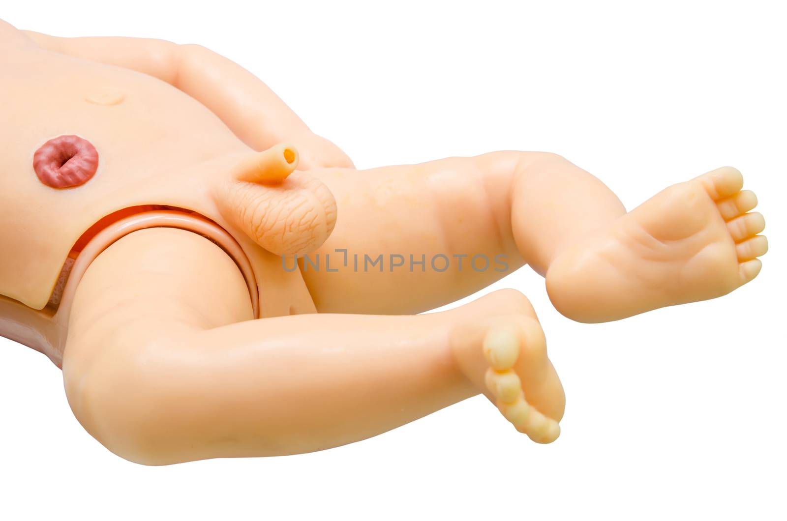 anatomy penis of male sex baby for used medical study. clipping path.