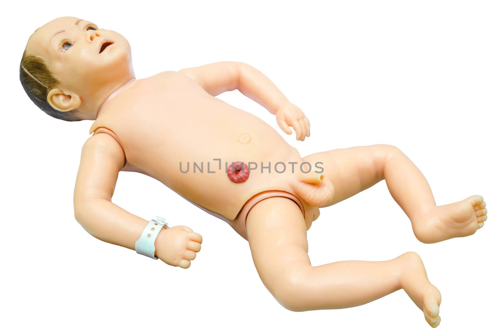 Baby anatomy. Training model for students studying medicine. clipping path.