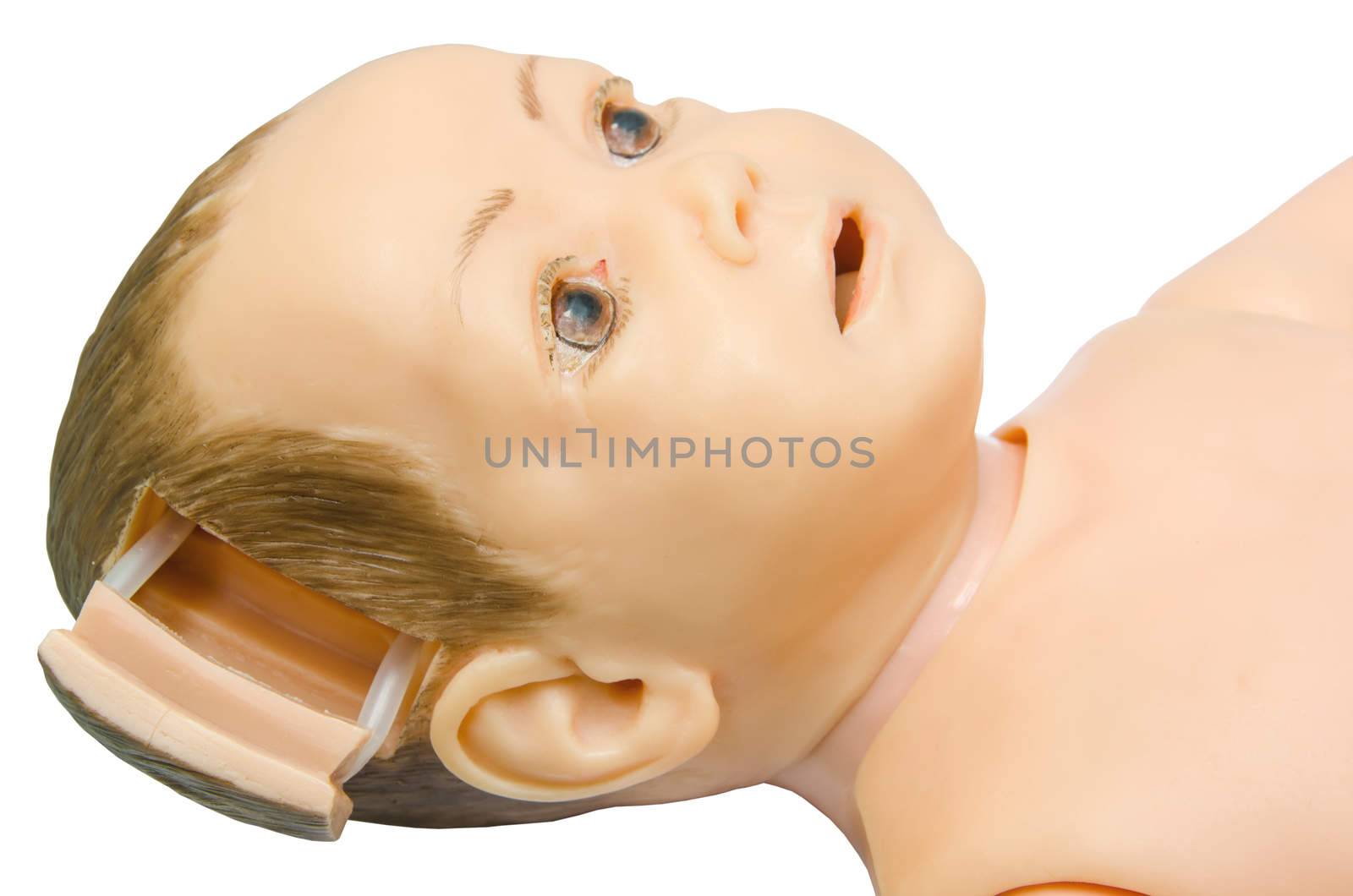 open part head of baby anatomy. Training model for students studying medicine. clipping path.