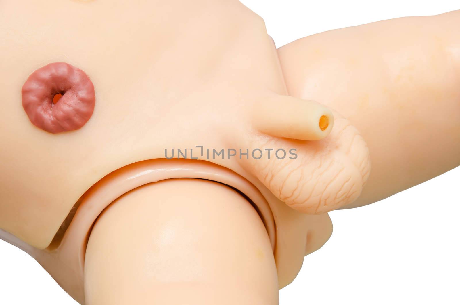 anatomy penis of male for used medical study. clipping path.