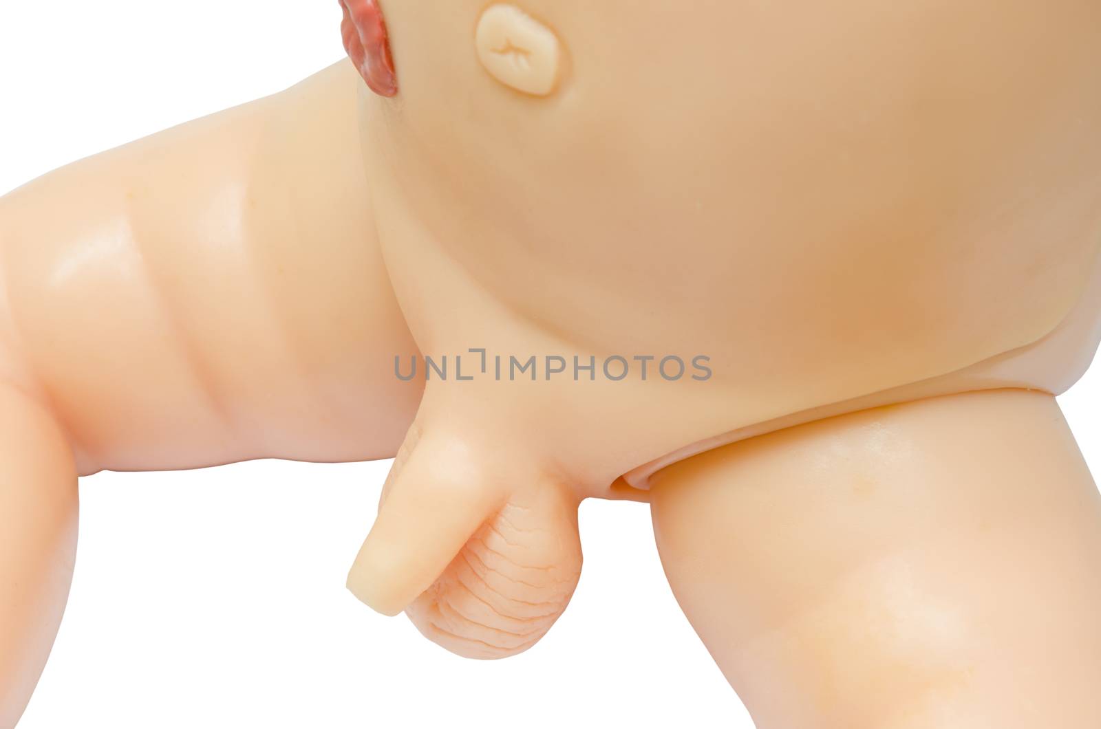 anatomy penis of male for used medical study. clipping path.