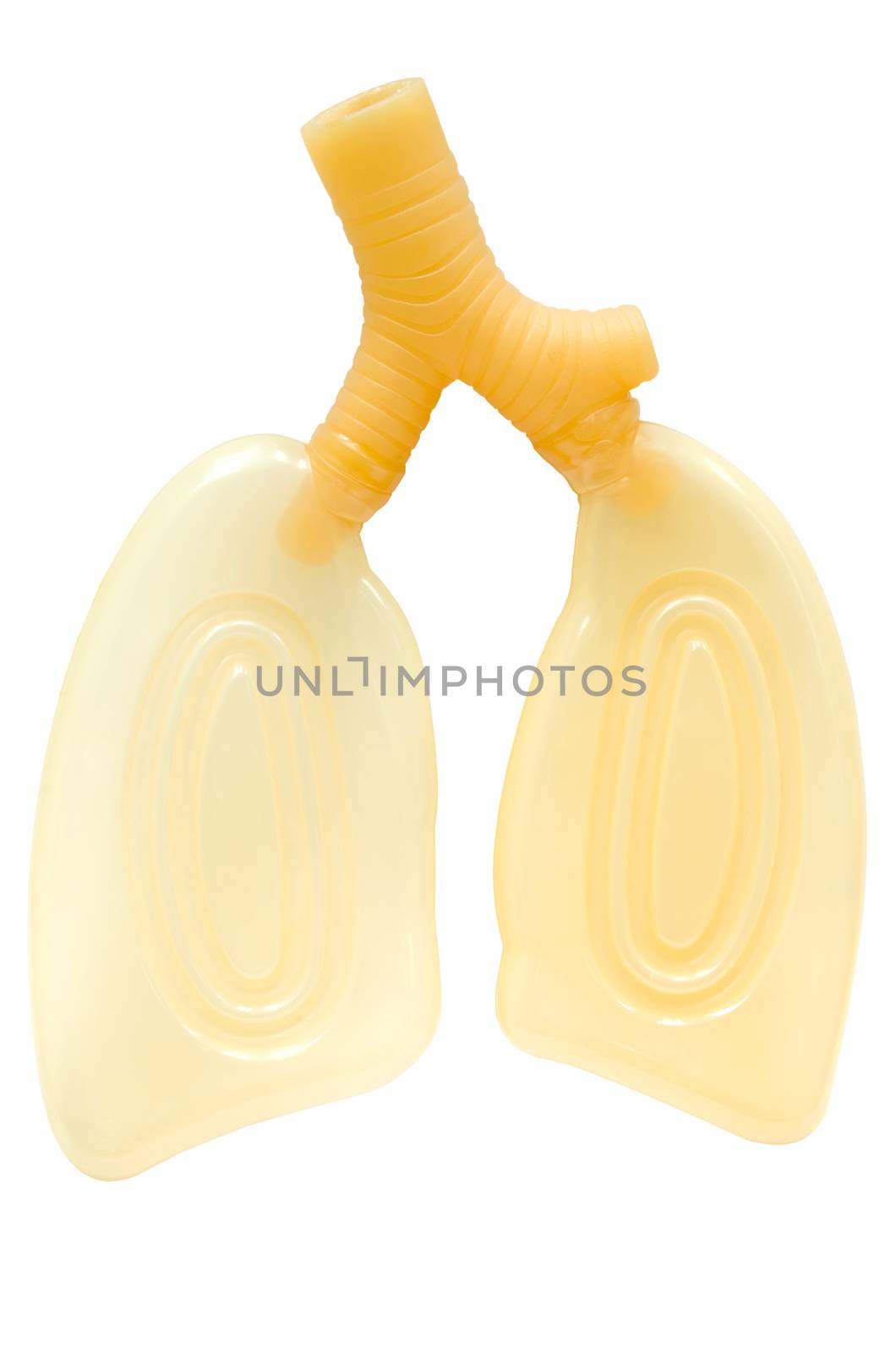 plastic study model of a lung for study medical on white background, clipping path.