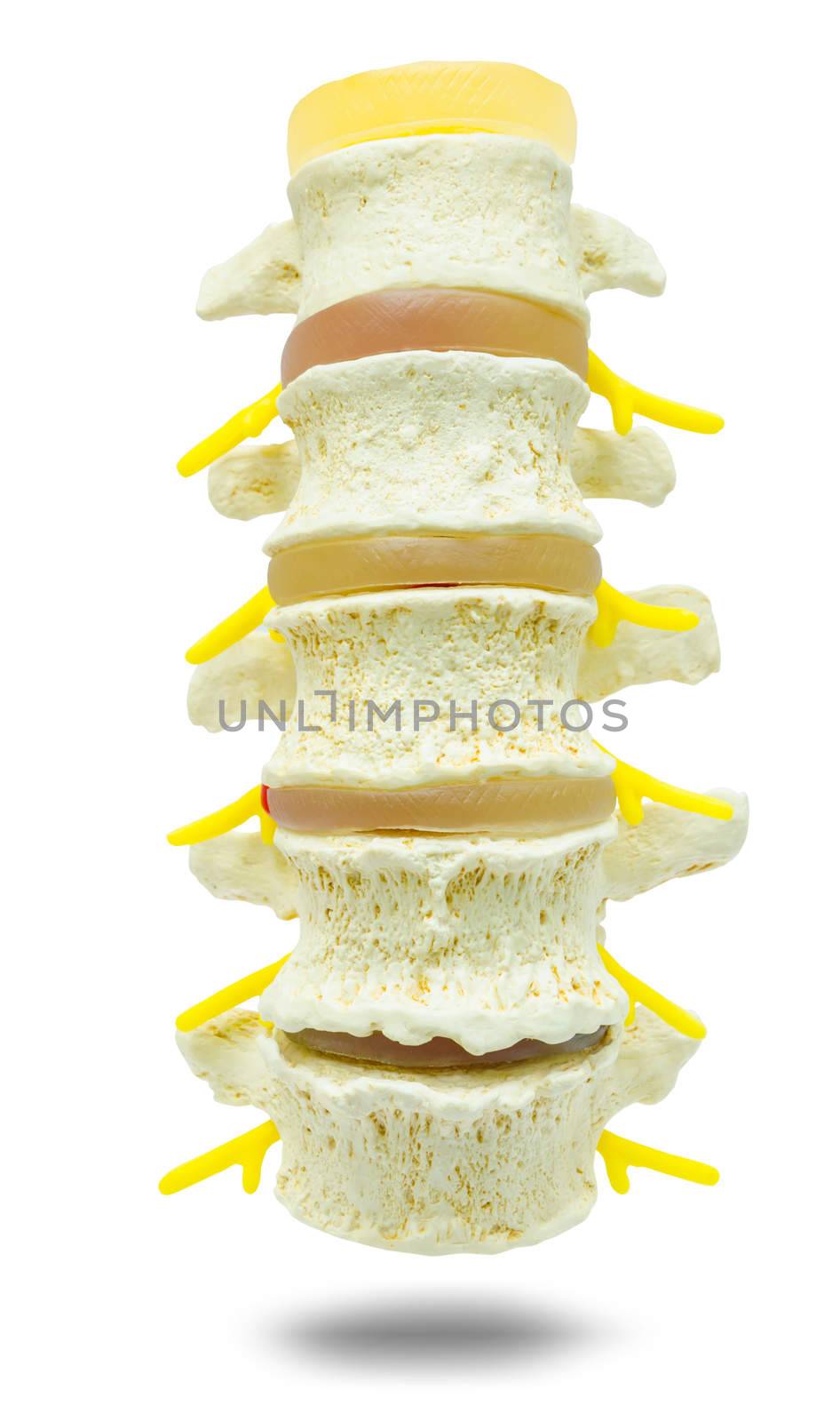 lumbar part of a spine preparation for study medical over white background. clipping path.