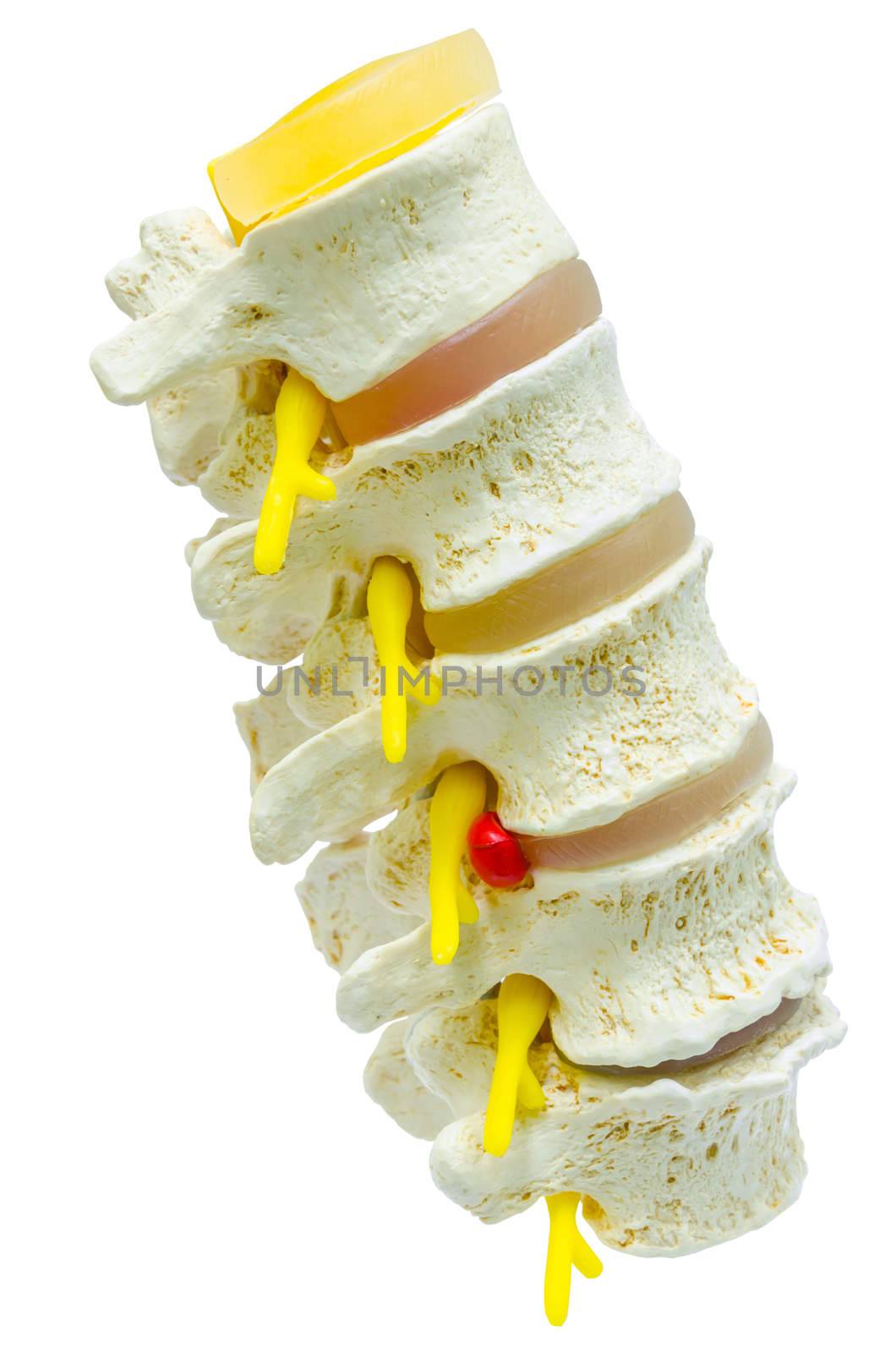 A close-up of a lumbar part of a spine preparation over white background. clipping path.