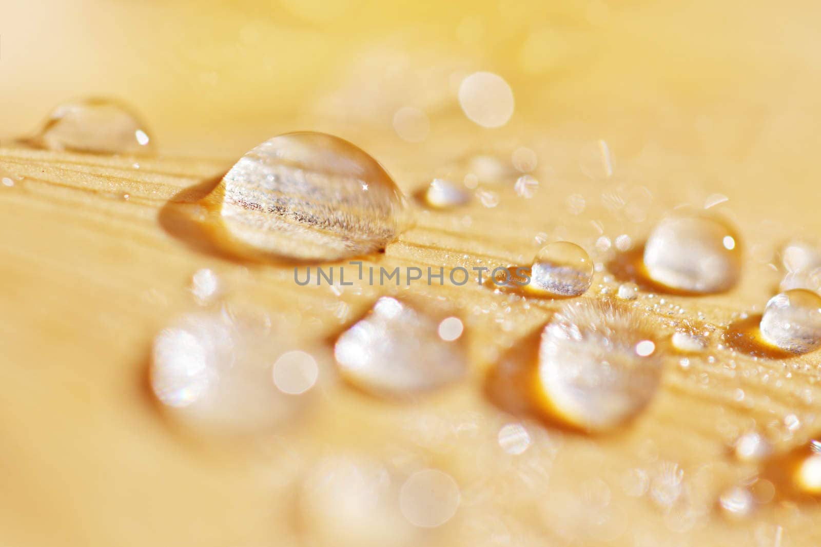 Macro photo of water drops on yellow leaf