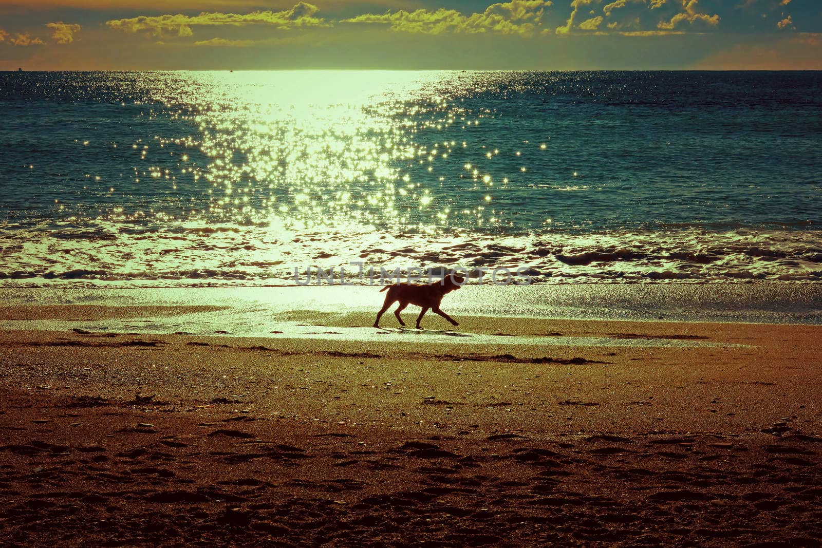 Dog running on the beach by dav76