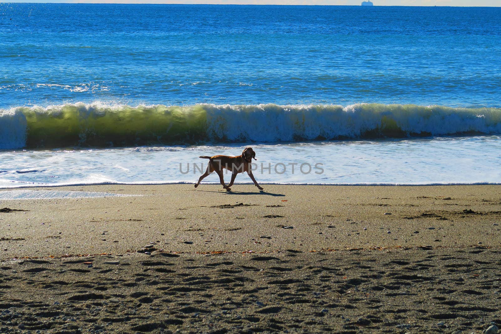 Happy dog on the beach in Savona,Liguria, Italy