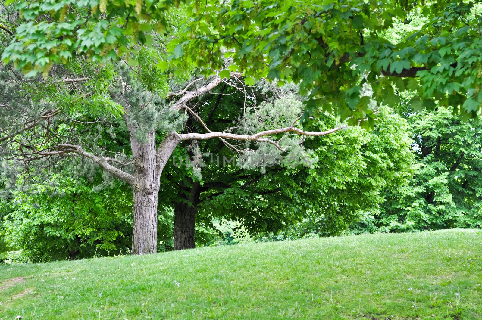 Forest landscape. Green trees