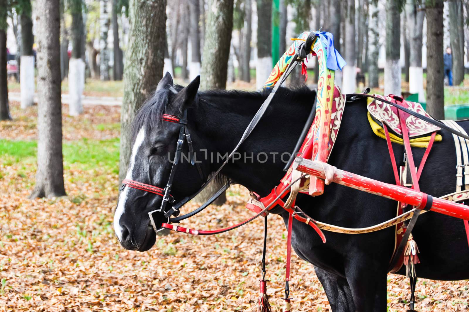 black horse in multicolored harness