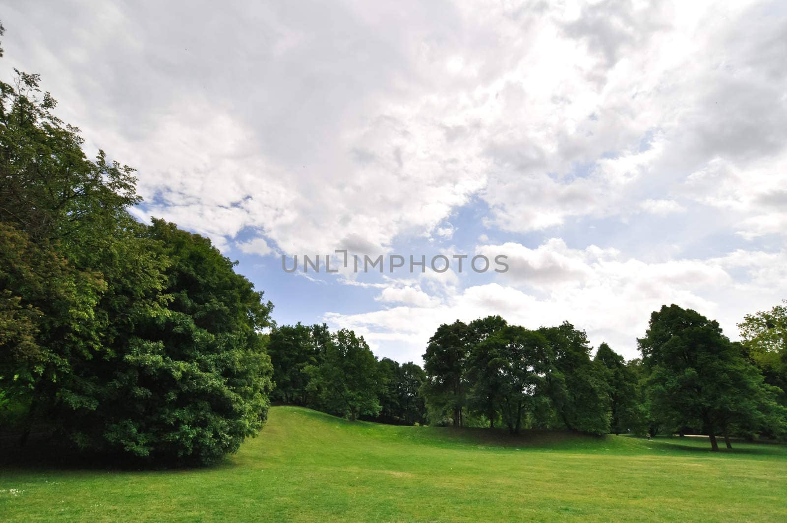 landscape with green juicy leaves and beautiful cumulus clouds by vlaru