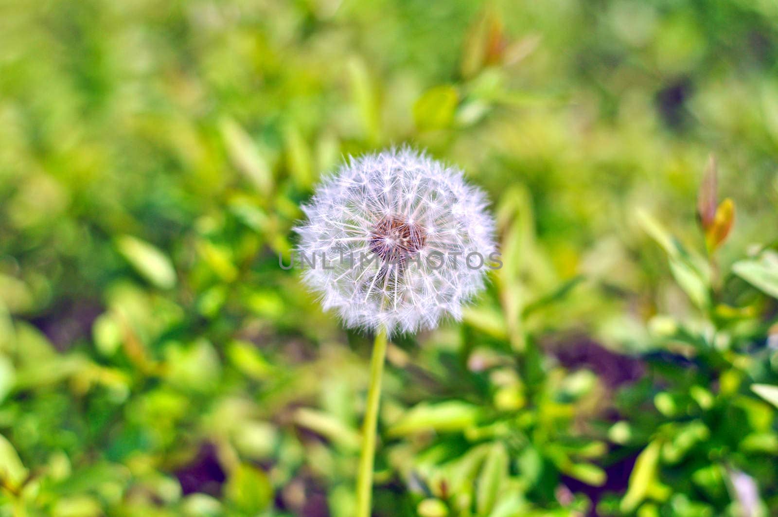 white dandelion on a background of green grass on a sunny day by vlaru