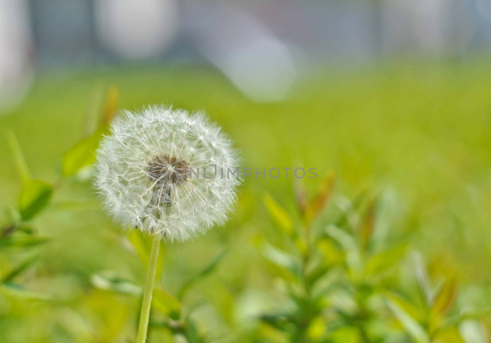 white dandelion on a background of green grass on a sunny day by vlaru