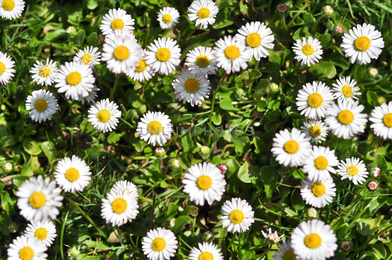 bush daisies in green grass