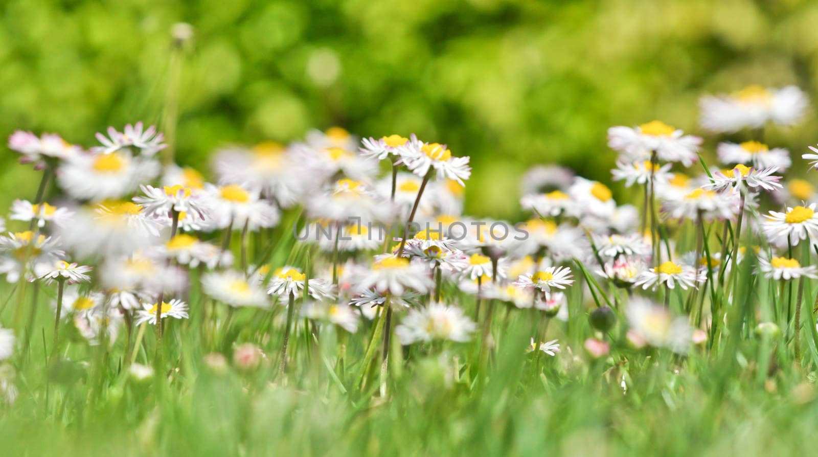 bush daisies in green grass by vlaru