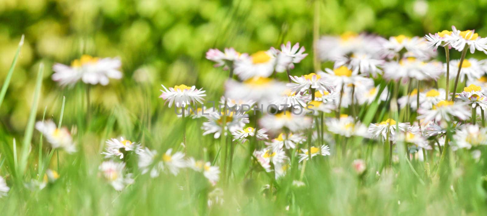 bush daisies in green grass by vlaru