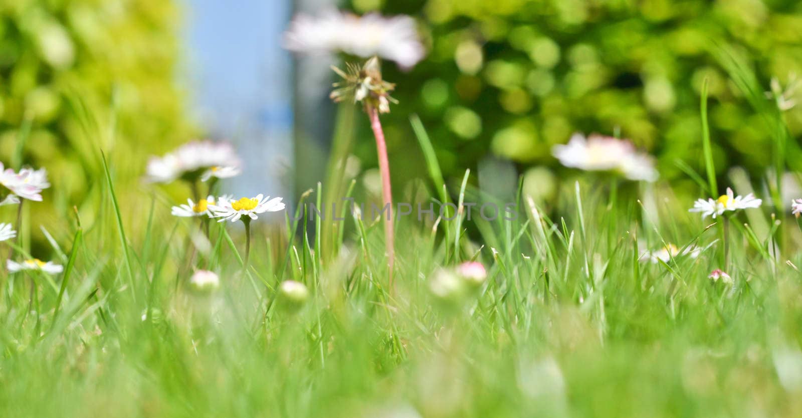 bush daisies in green grass by vlaru