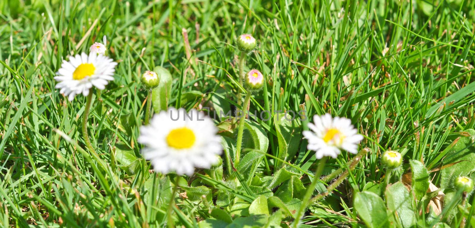 bush daisies in green grass by vlaru