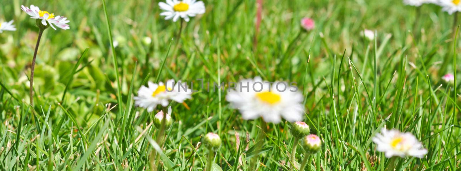 bush daisies in green grass by vlaru