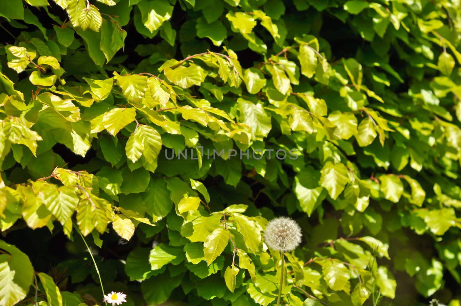 dandelions and daisies on a background of green shrubs by vlaru