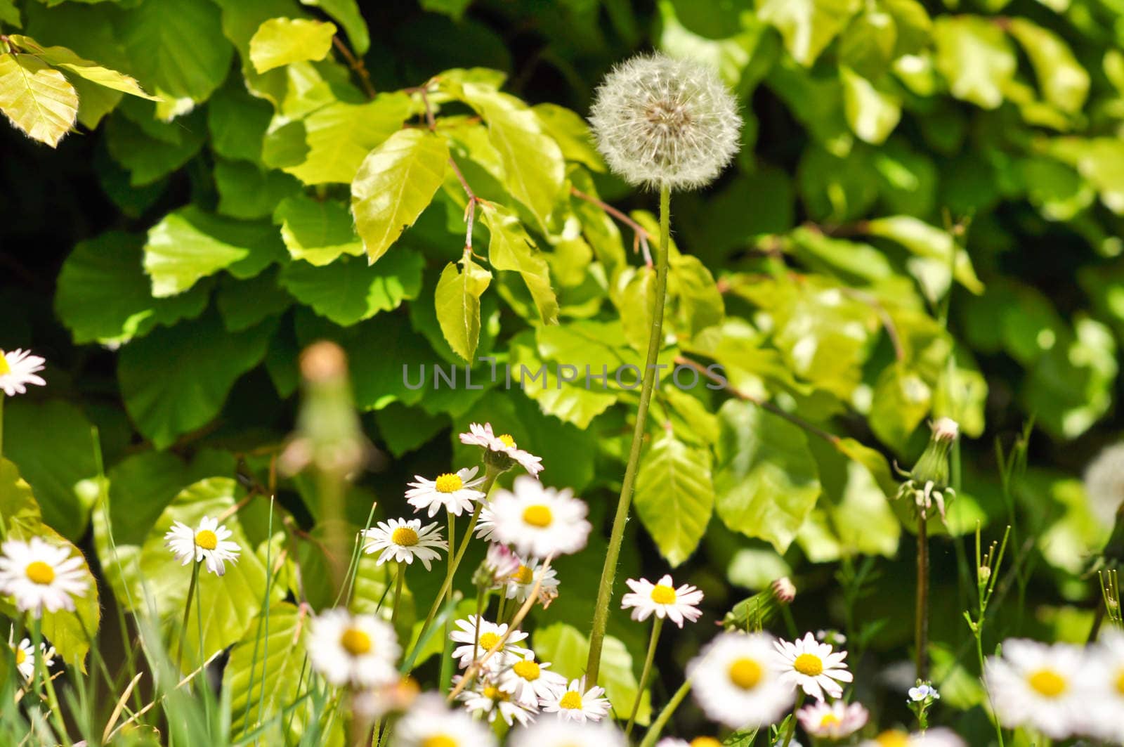 dandelions and daisies on a background of green shrubs