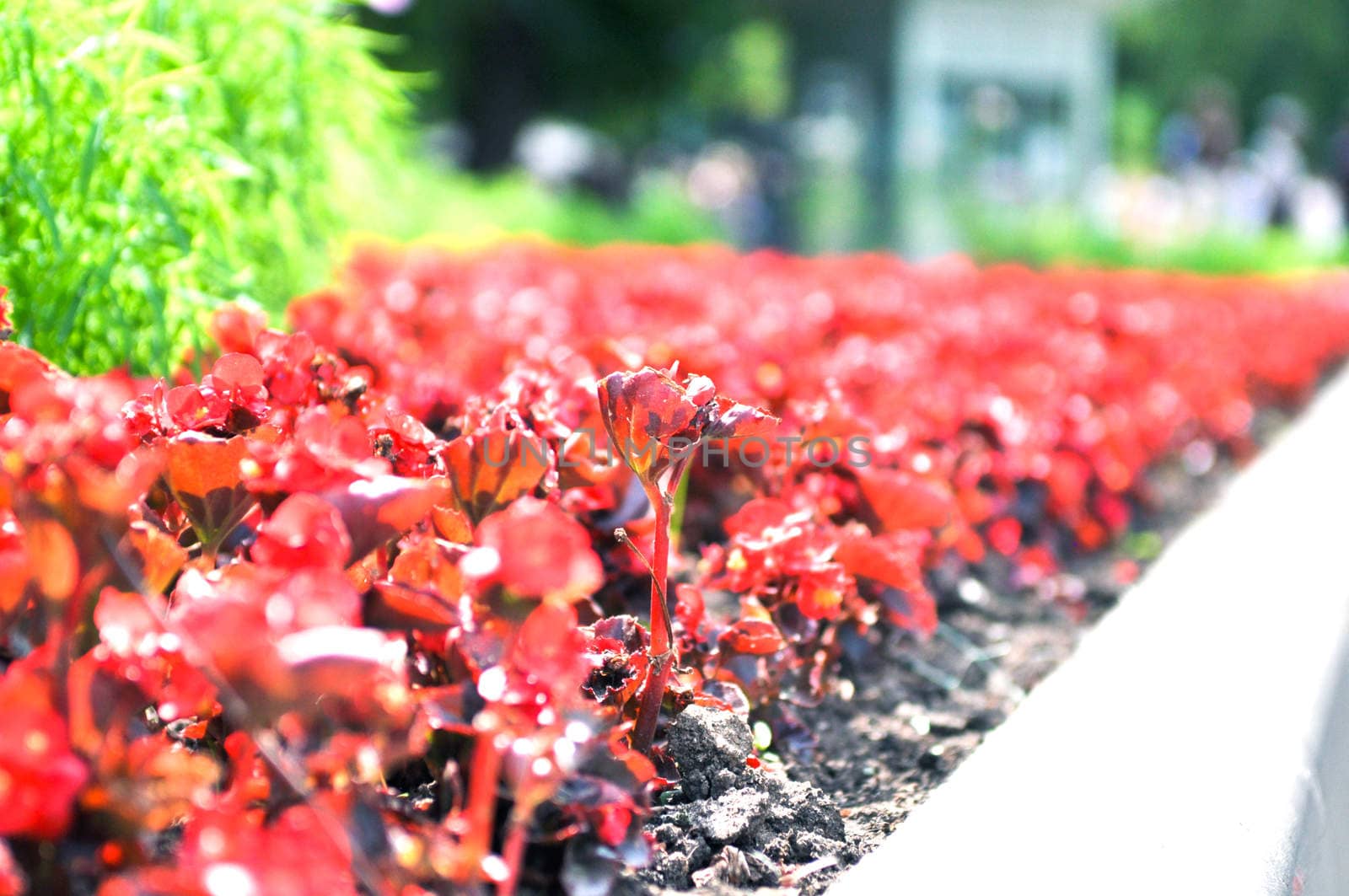 the flowerbed of a lot red flowers