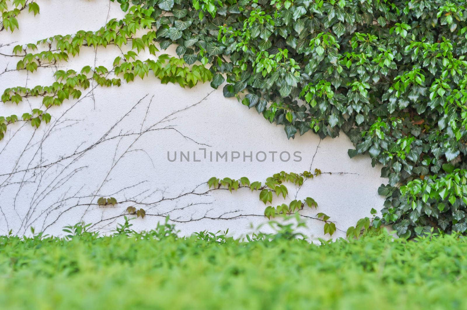 green loach grows on the gray concrete wall by vlaru