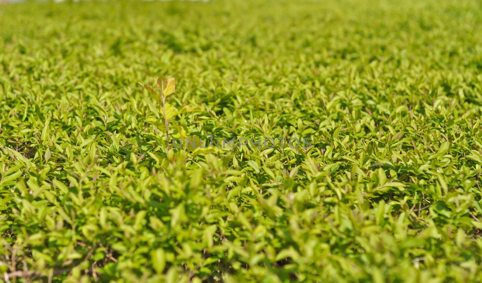 Thickets of bright green shrubby foliage by vlaru