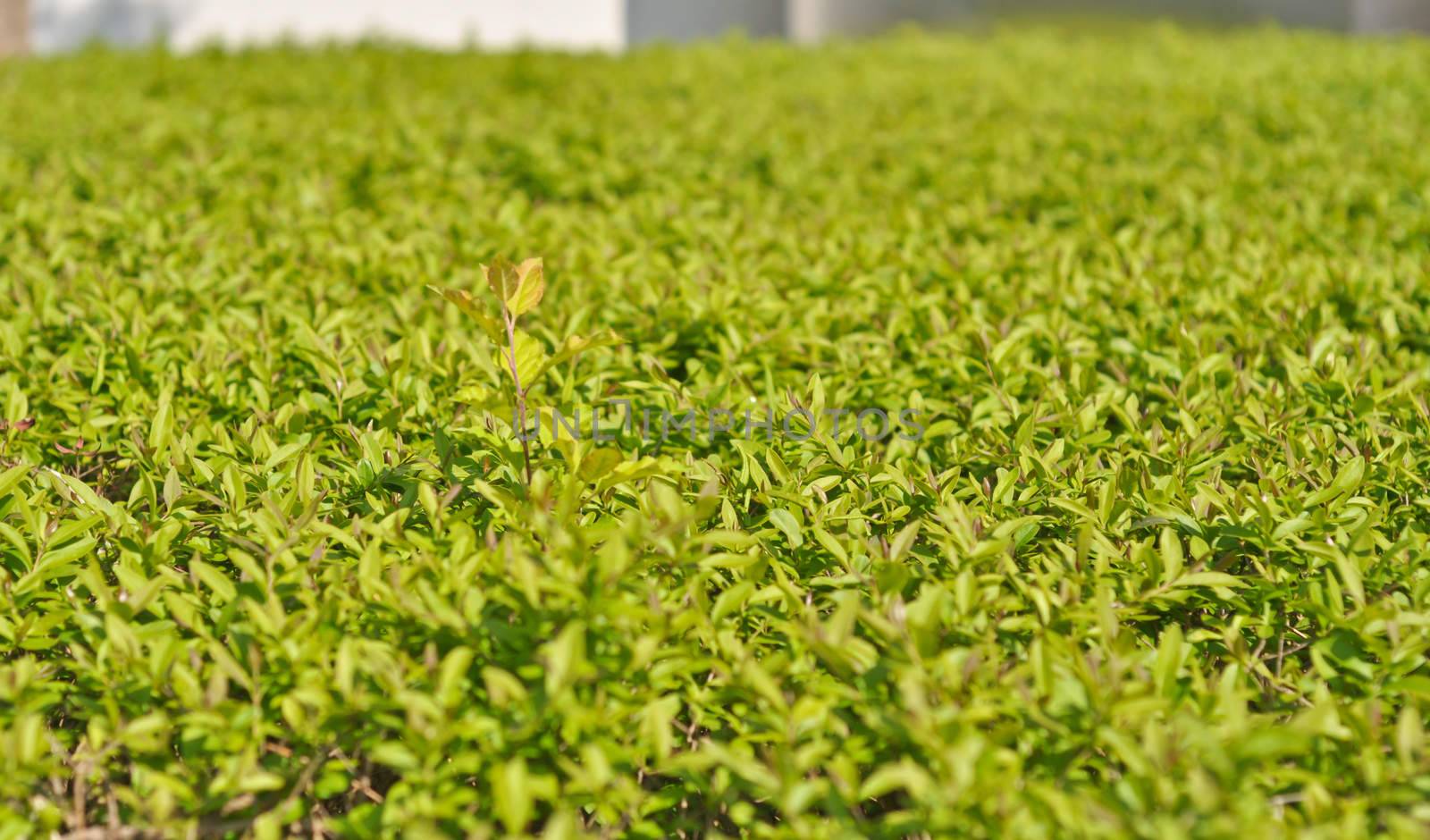 Thickets of bright green shrubby foliage by vlaru