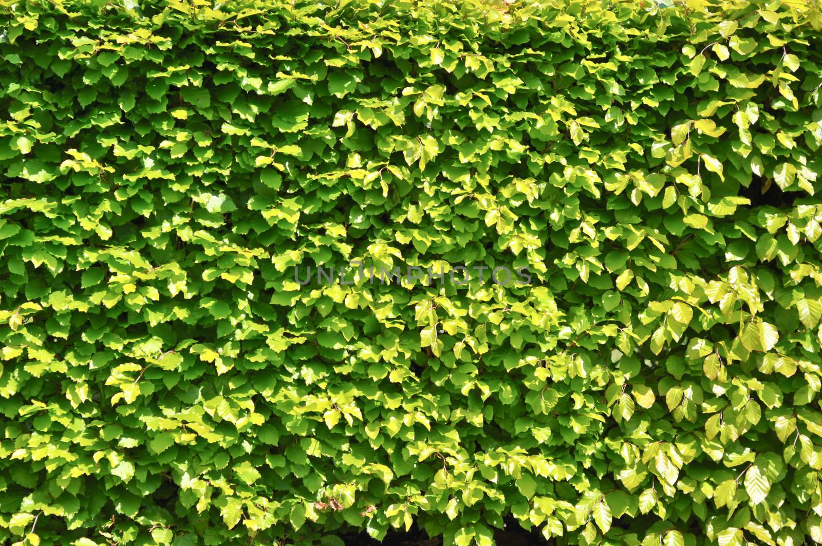 Thickets of bright green shrubby foliage by vlaru