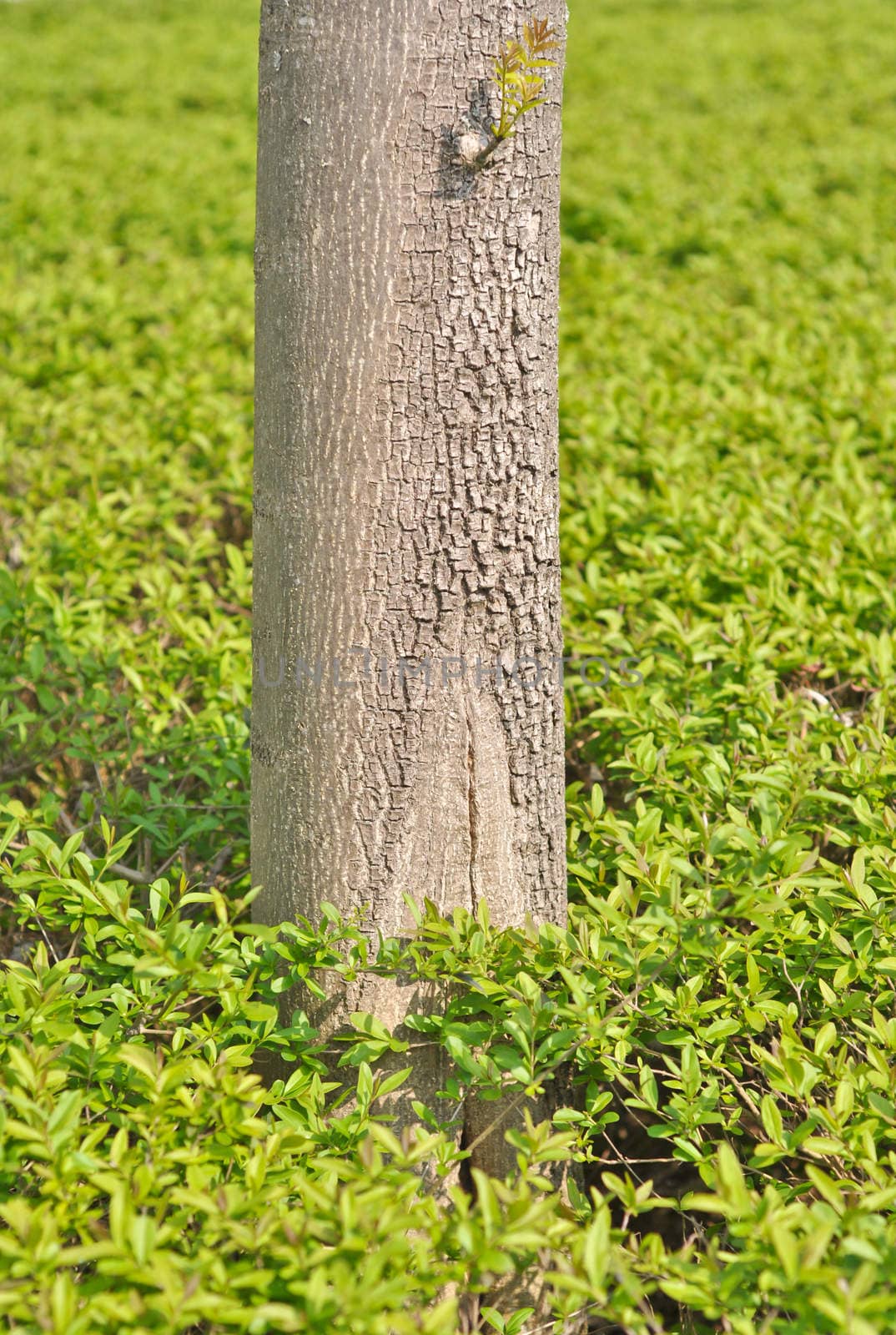 trunk of a tree against a background of green foliage by vlaru