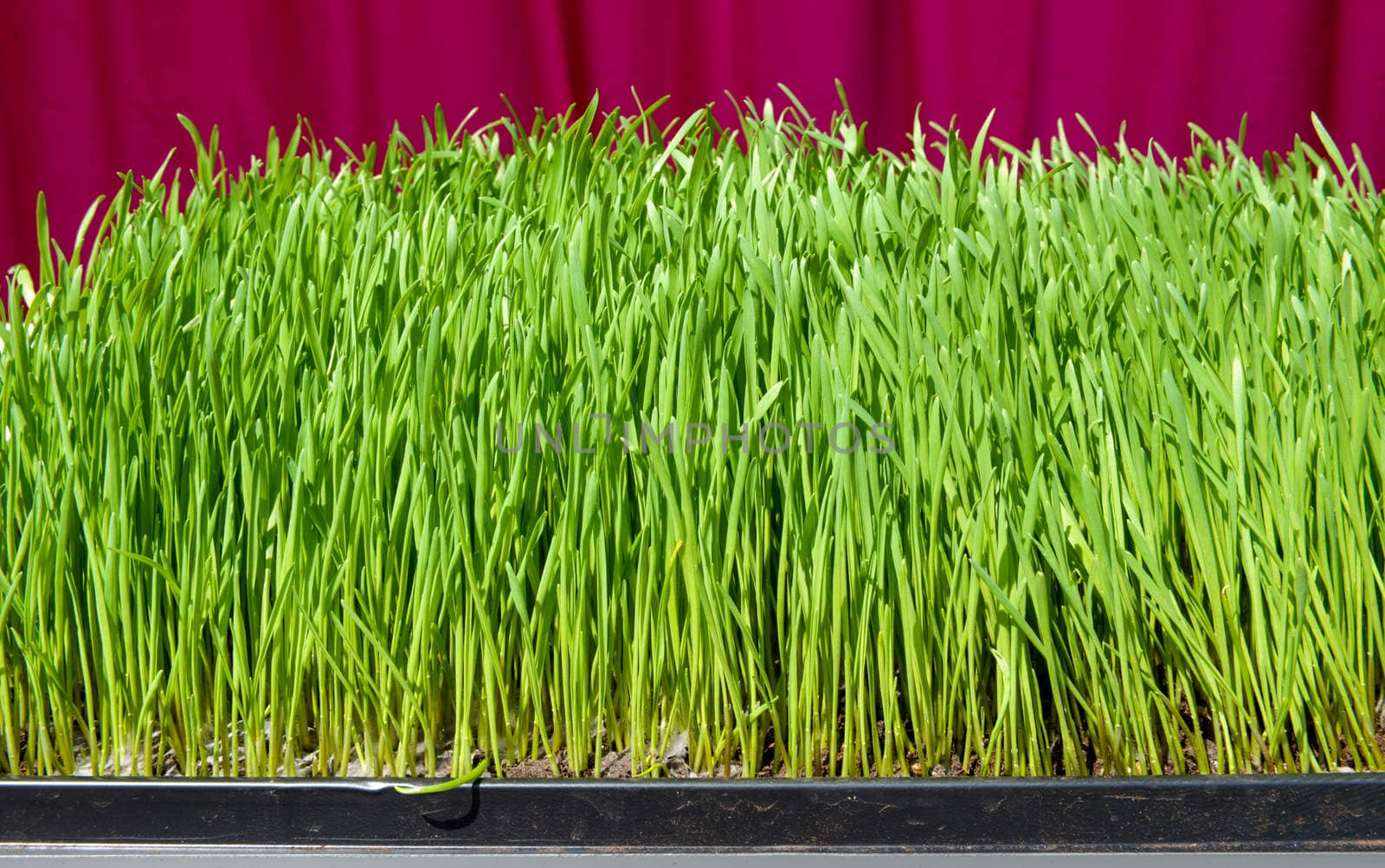 Fresh green young grass growing close background