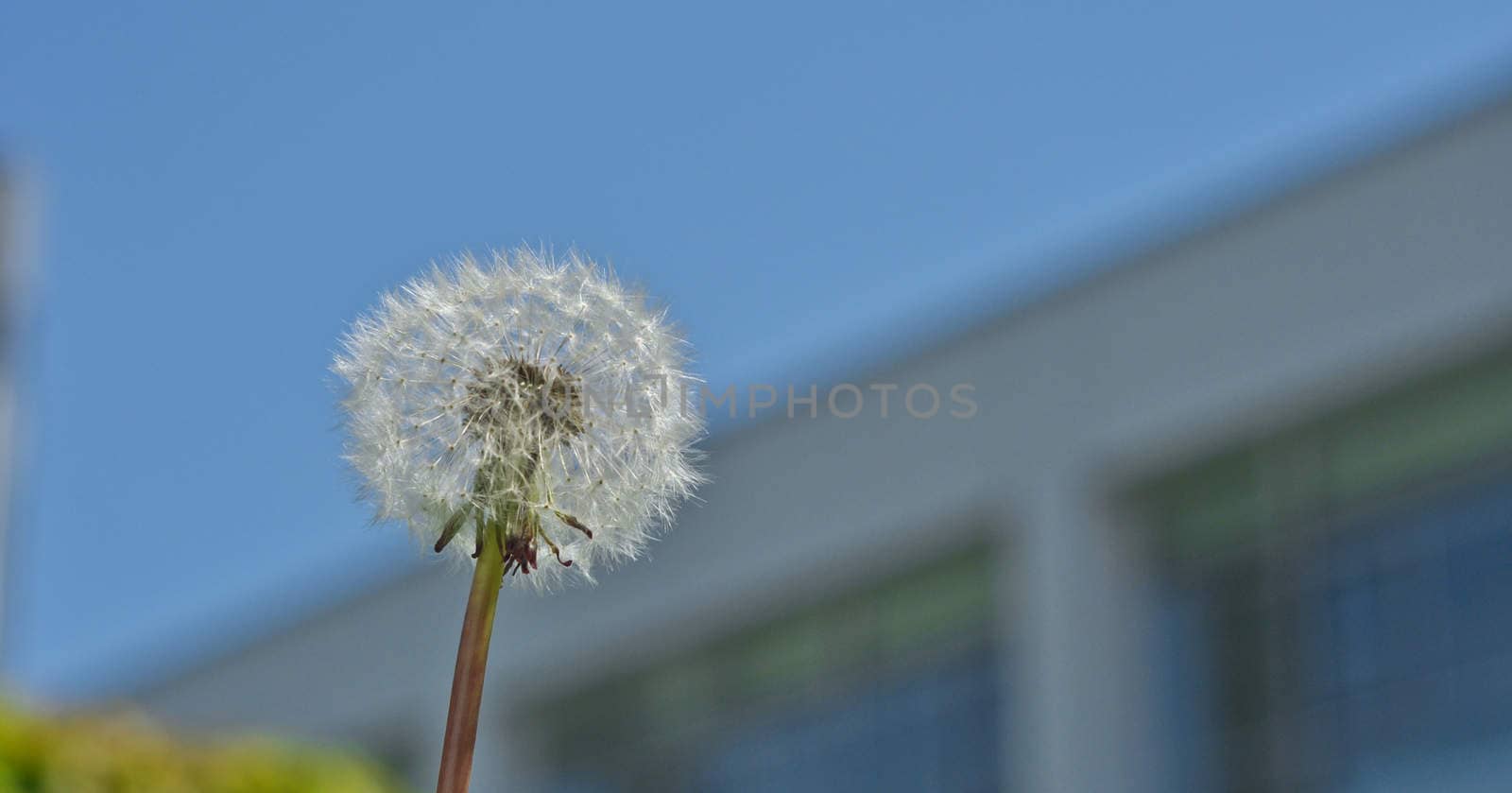 white dandelion on a background of  blue sky on a sunny day by vlaru