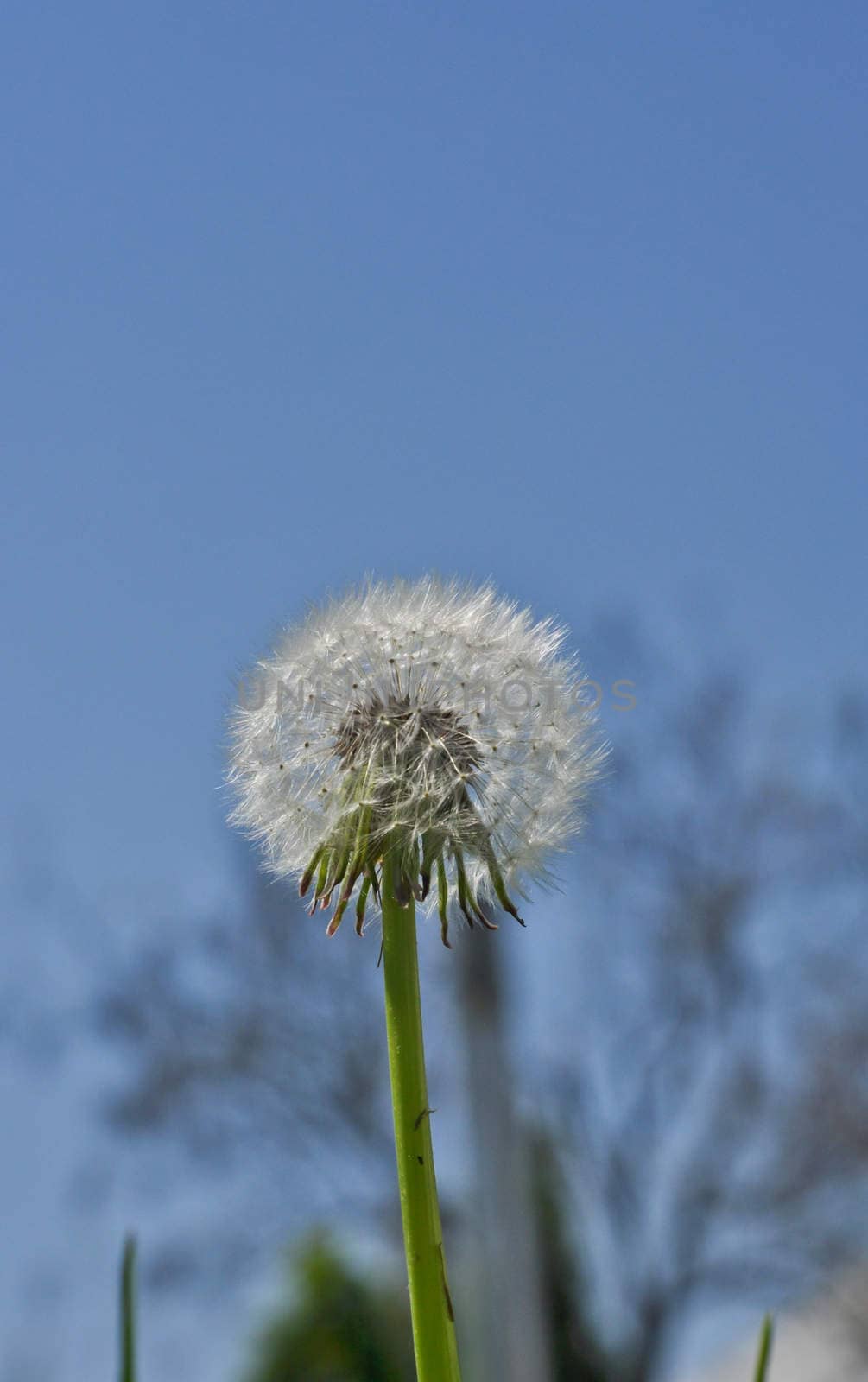 white dandelion on a background of  blue sky on a sunny day